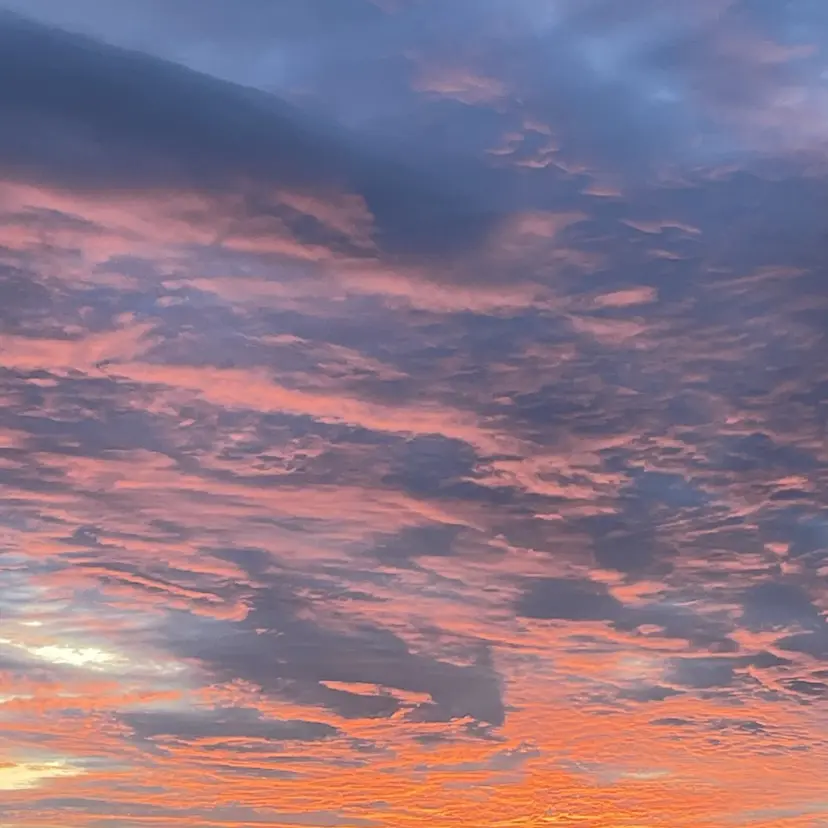 スミレ /アレンジ /コーンロウ/メンズの掲載