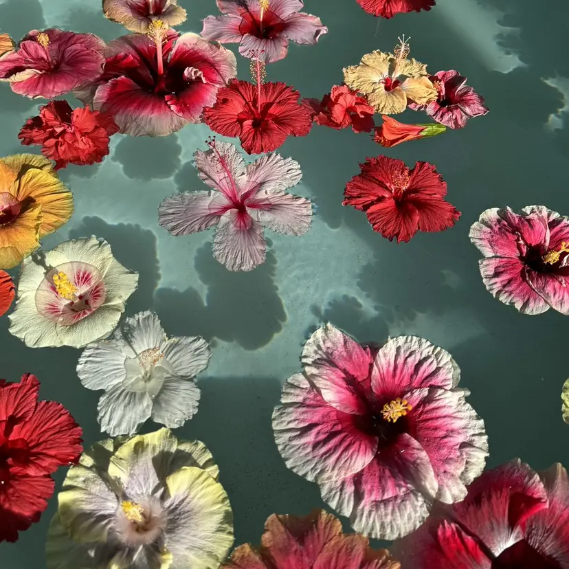 Seven's / NANAの掲載