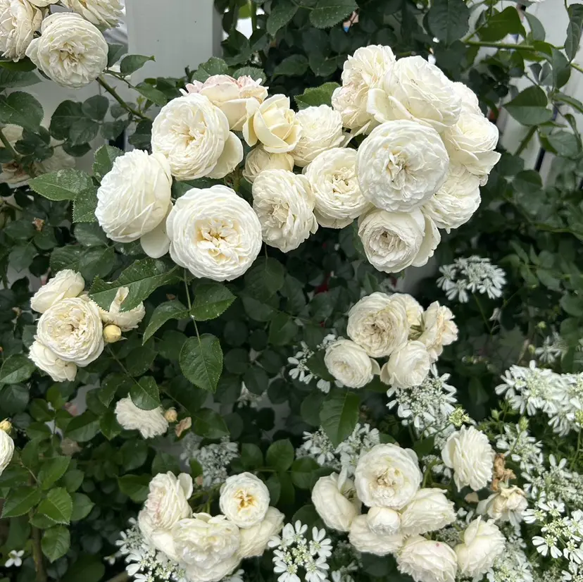 山下 優花の掲載