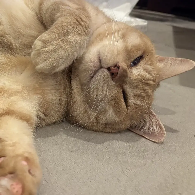 マツエクモデル募集中 宮﨑🪽の掲載