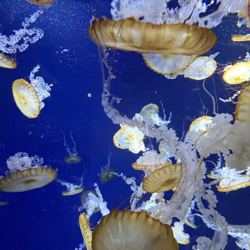 HASUMI 🩰🩰の掲載