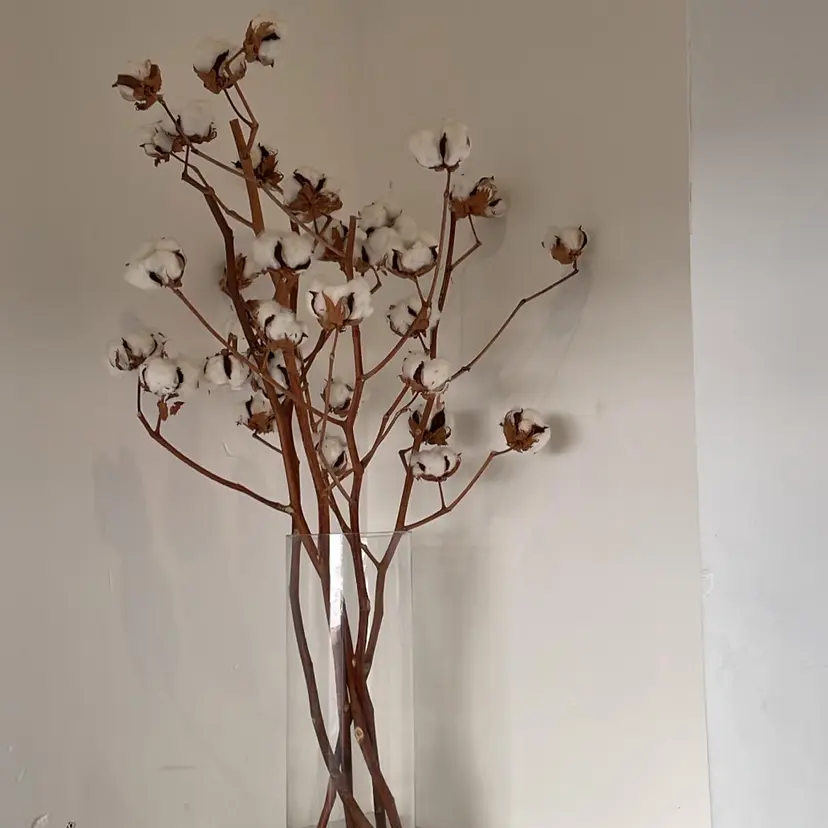 大山 楓花の掲載