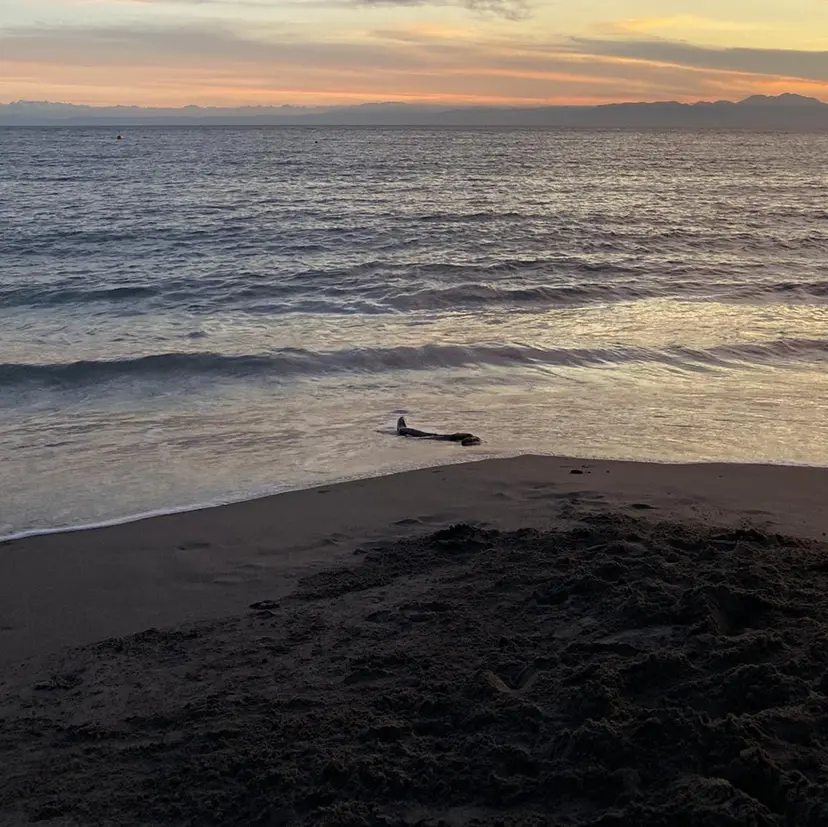 shoji༄ mikuの掲載