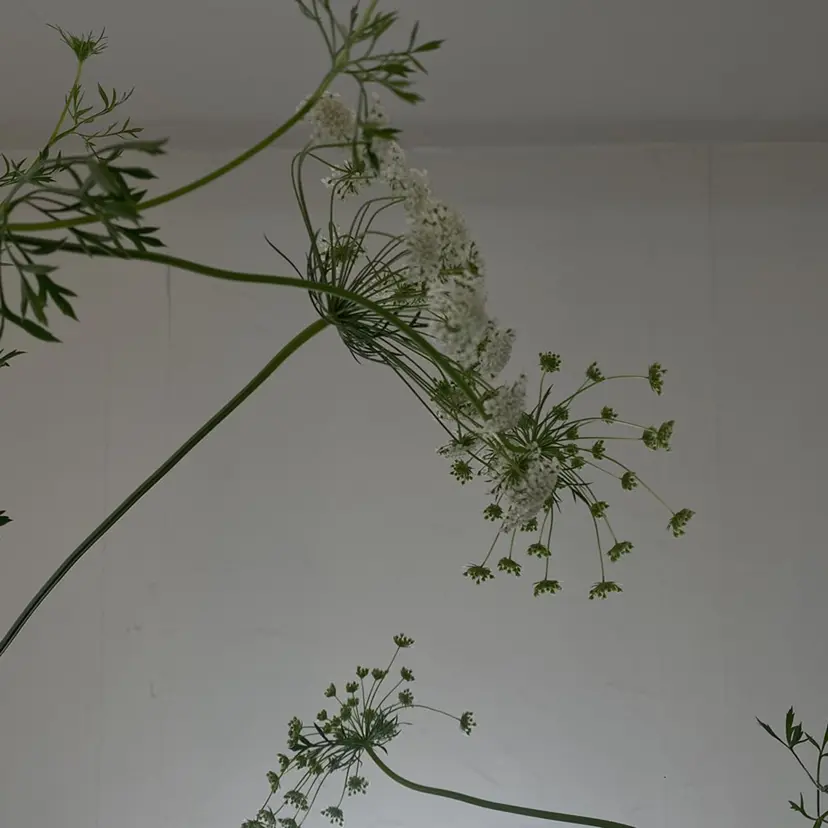 nishika yume🍐🌿の掲載