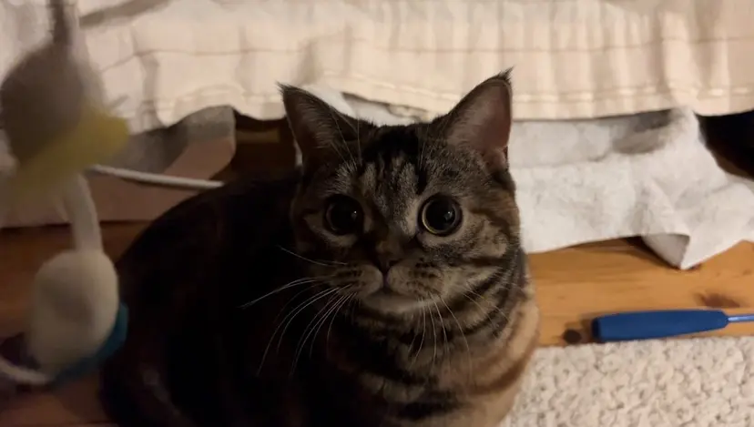 【ungu👒】 宇庭さくらの掲載