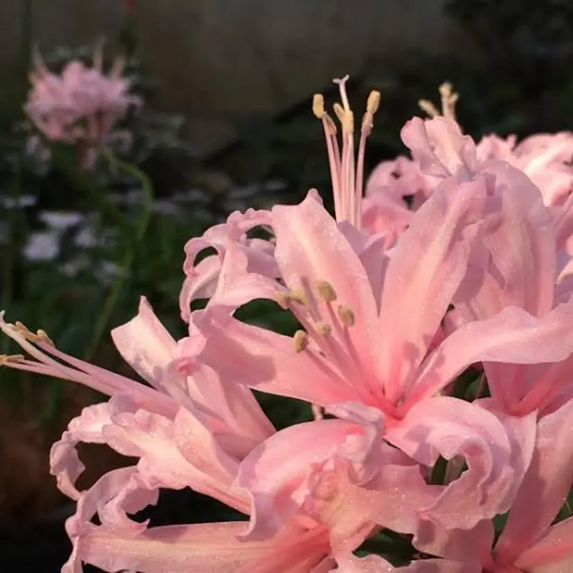 🕊店長🕊 Misuzuの掲載