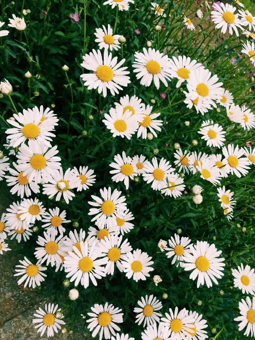 〘パラジェル専門店〙 minoriの掲載