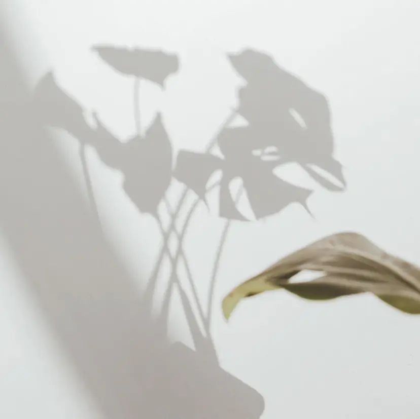 atelier ponoの掲載