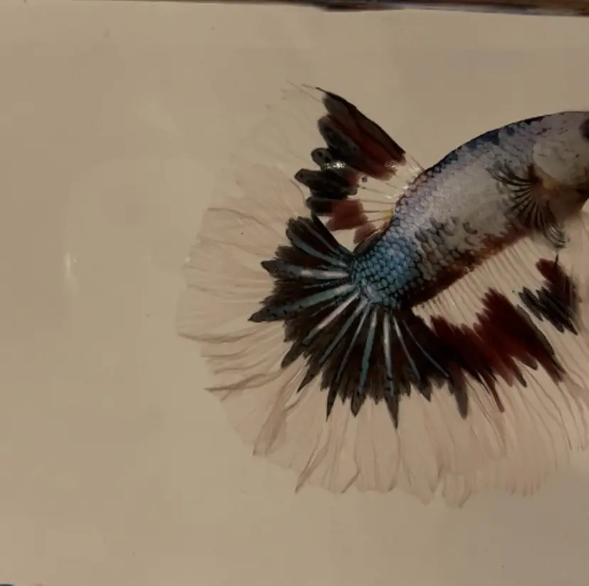 Kahara__ Kanaの掲載