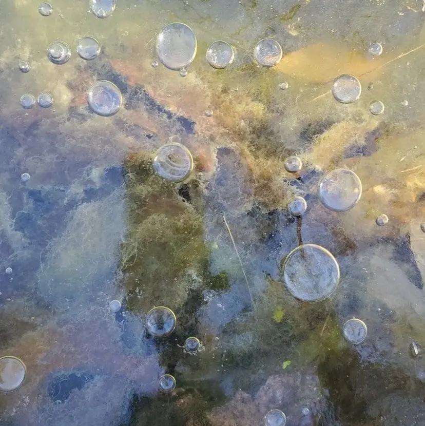 スミレ／透明感 ／ハイトーン／高円寺の掲載