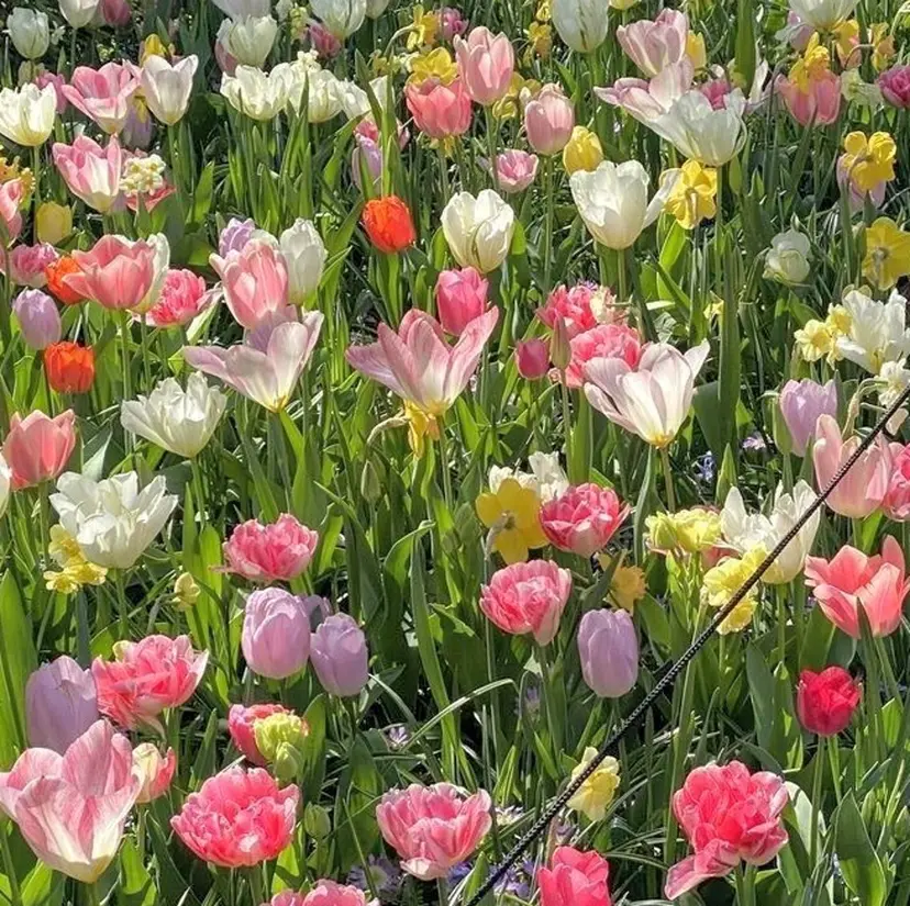 🫧  Say. きうち ななみ 🫧の掲載