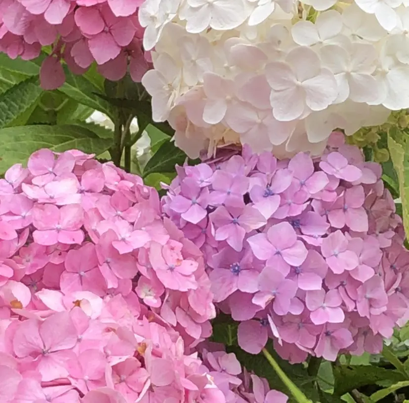 Nailsalon Luanaの掲載