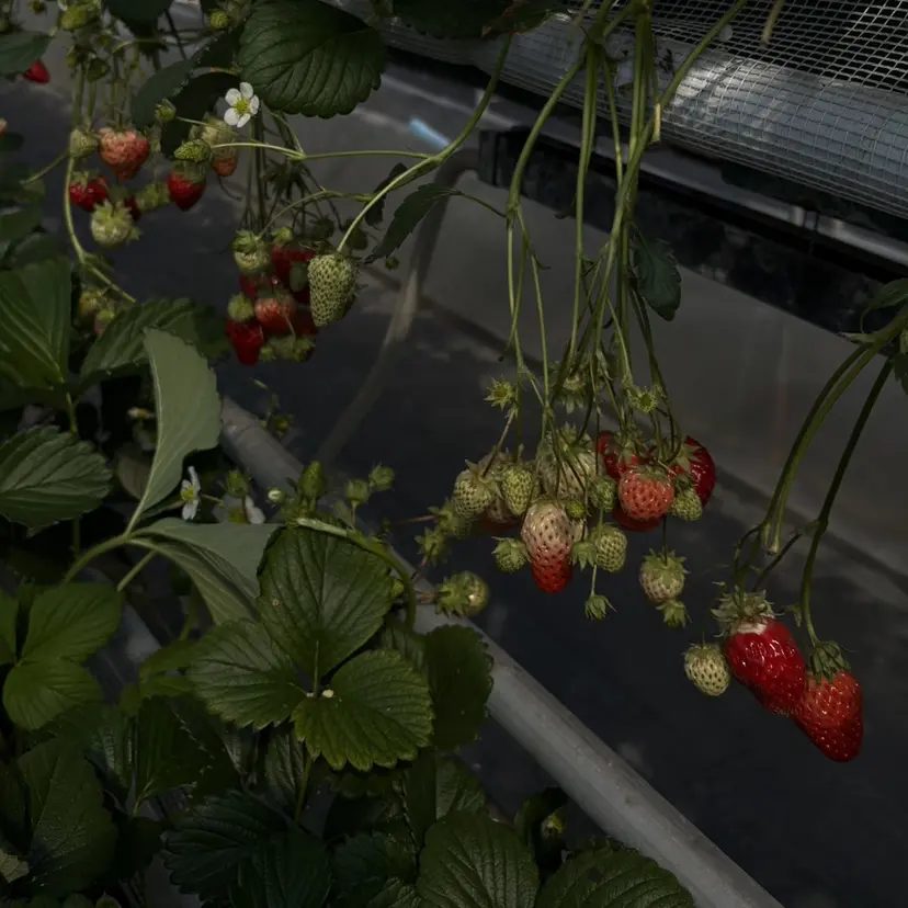うる艶モテカラー 🐈‍⬛🎀まいかの掲載
