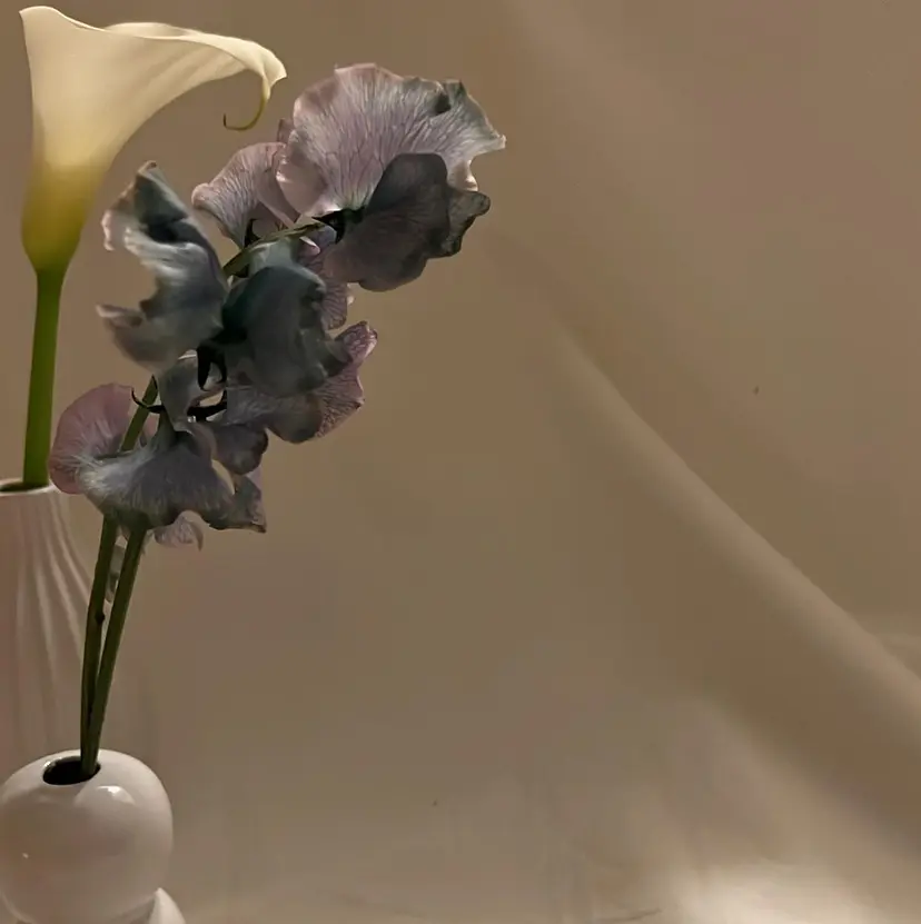 森川 紗帆の掲載