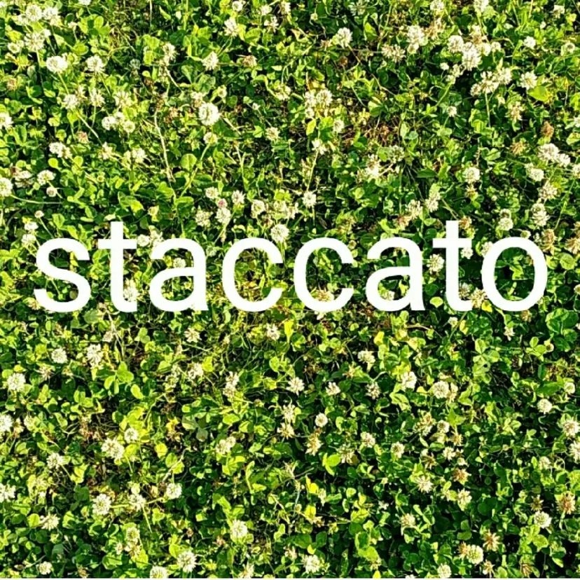 セルフ脱毛 staccatoの掲載