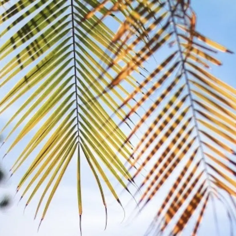 都度払い脱毛サロン Haleの掲載