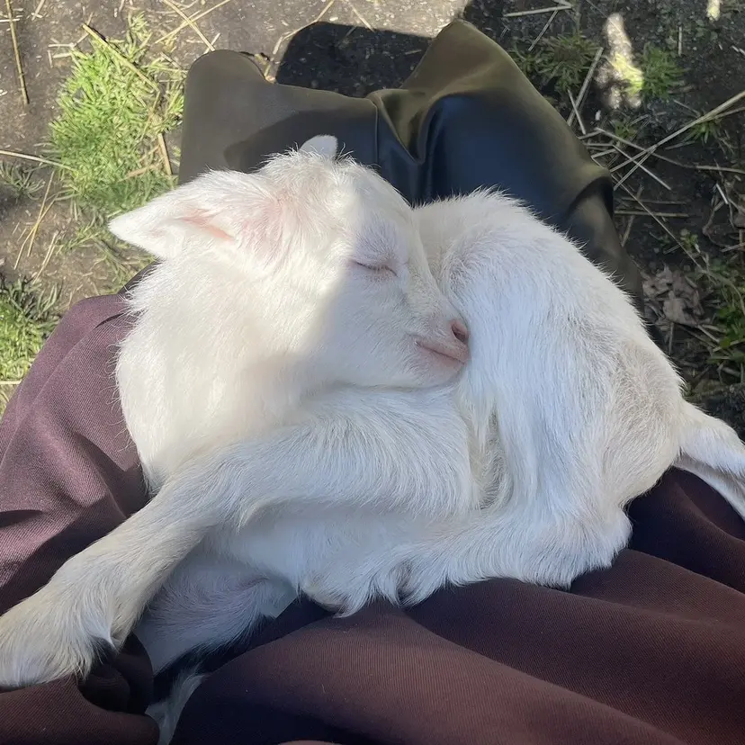 小村 侑生の掲載