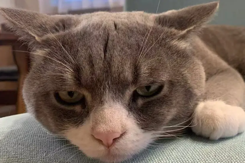 StunnerELS coco の掲載