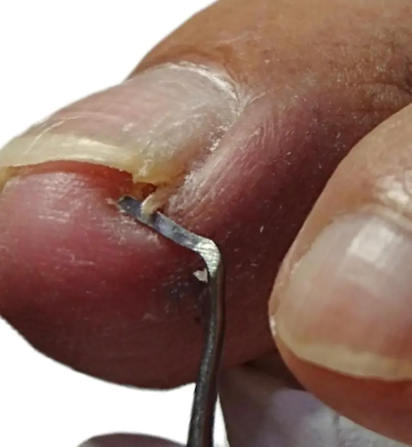 爪屋 Orchidの掲載