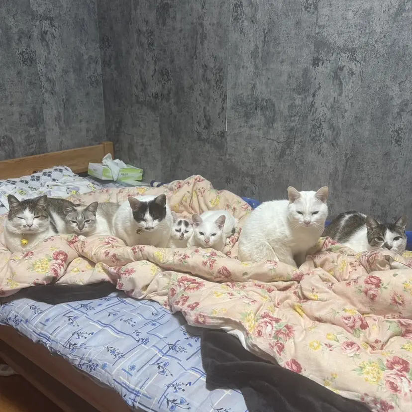 Telasu 🐈ゆうかの掲載