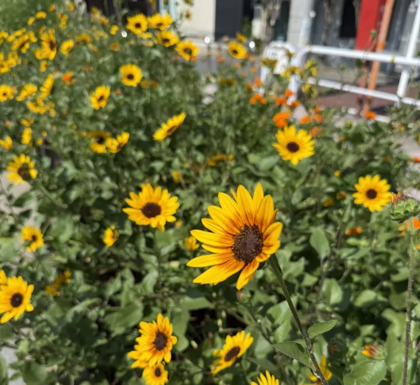 平野 蒼太の掲載