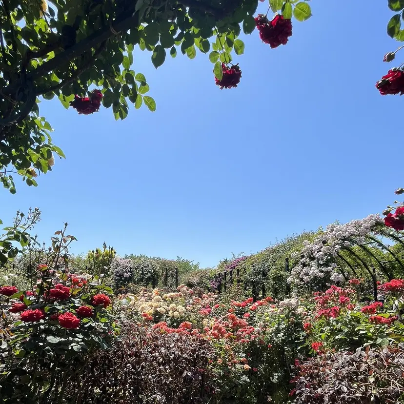 hiyori🫧 mieuxの掲載