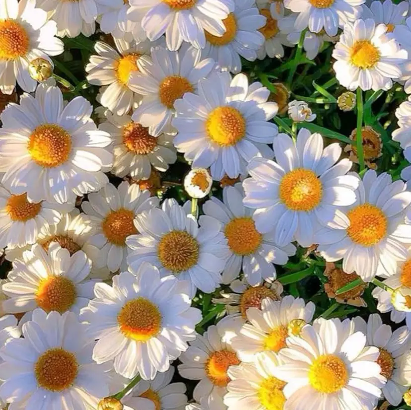 🎀ブリーチカラー/ Kano🎀の掲載