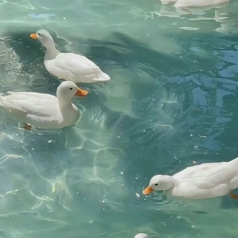 ココナ./ 艶っぽカラー🐏の掲載