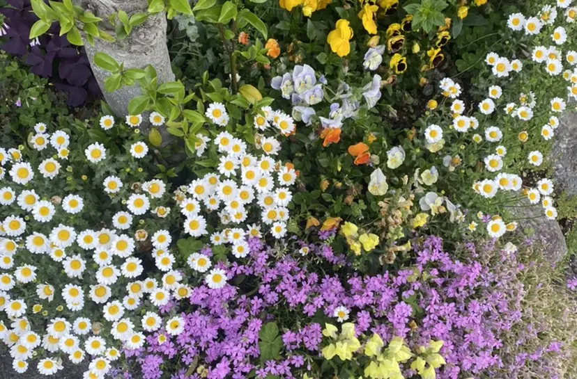 平塚 遥菜の掲載