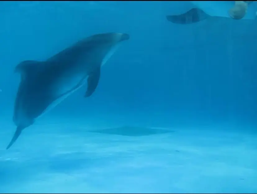 Ogane Mikotoの掲載