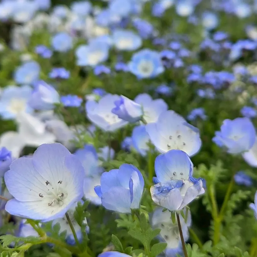 💠urara opus💠🩵の掲載