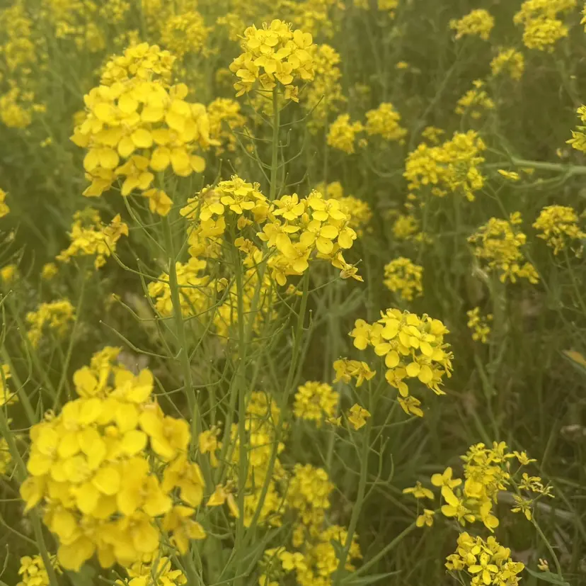 よしなり ななみの掲載