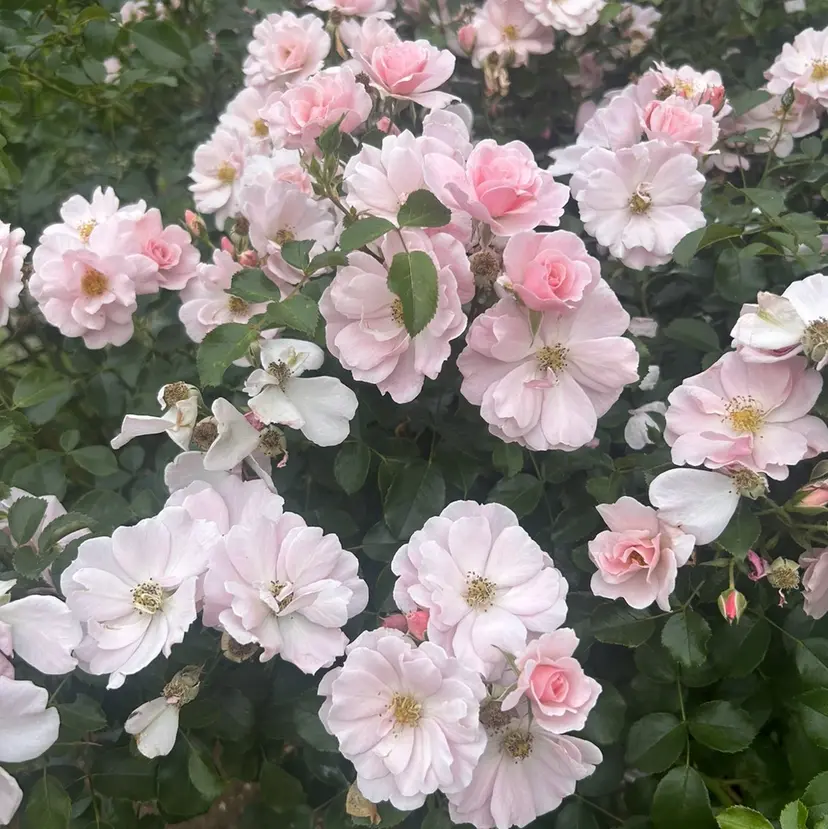 LAUREL🪽 miyu/マツエクの掲載