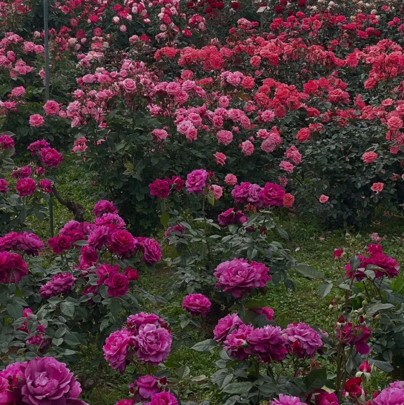 Mao🪷 eyelashの掲載