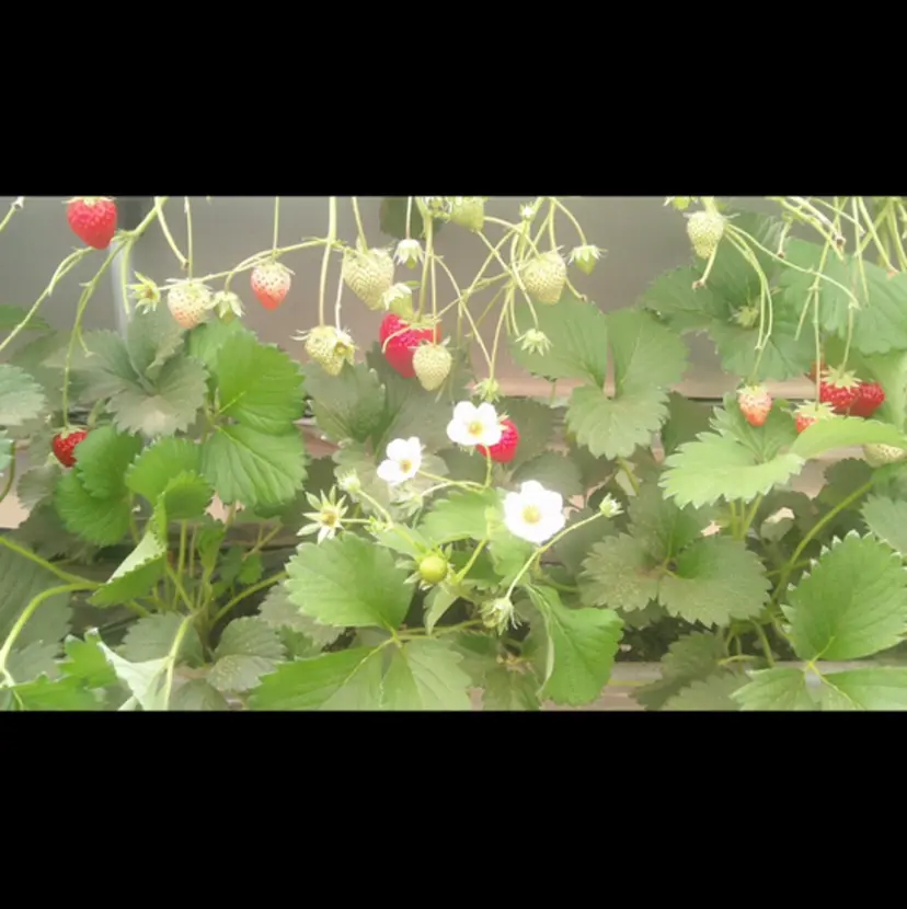 平塚美容室/ 宮本✮*｡ﾟの掲載