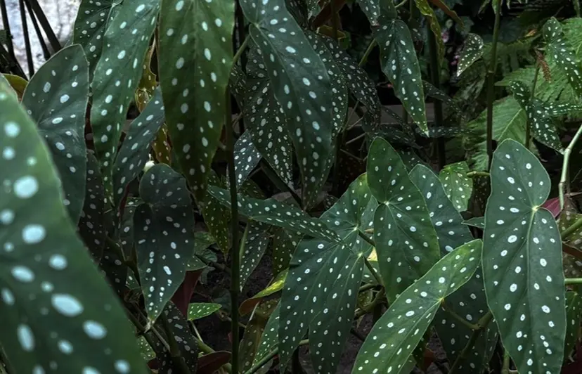 熊谷 瑠莉の掲載