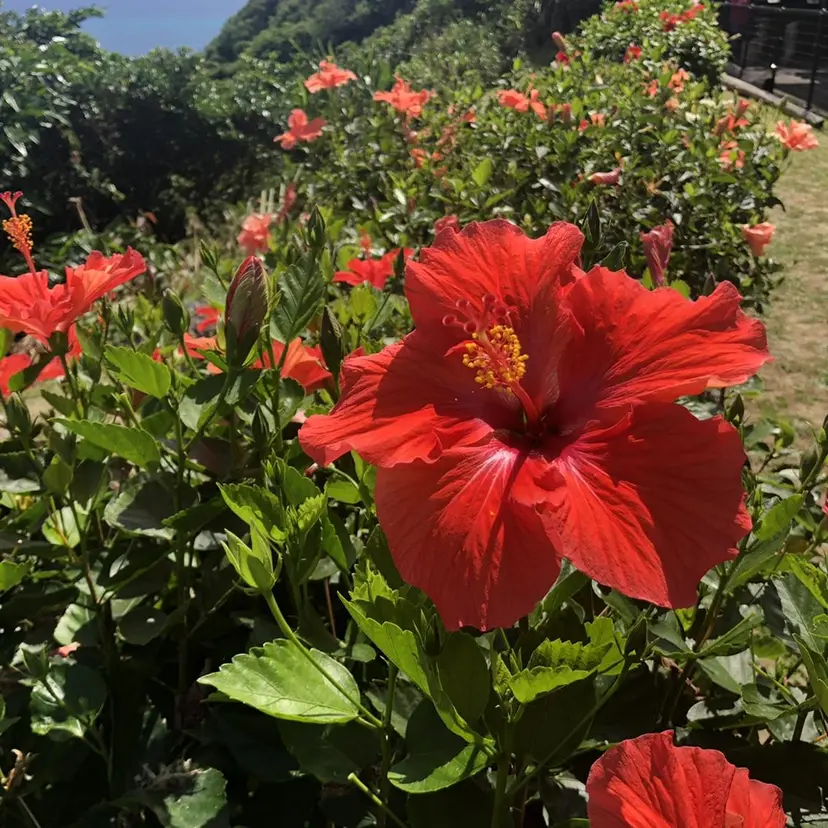 CHURA （美ら）の掲載