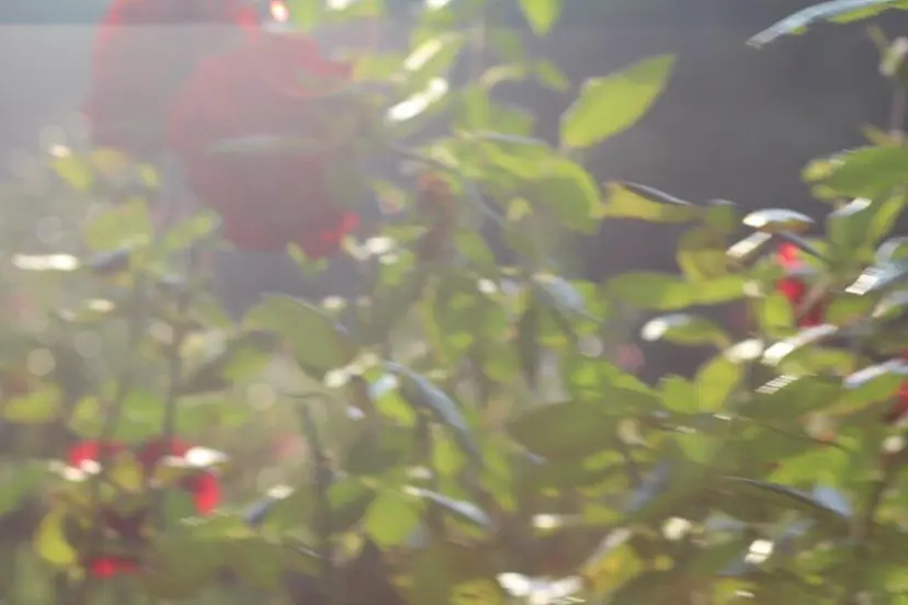 金山 友香🕊の掲載