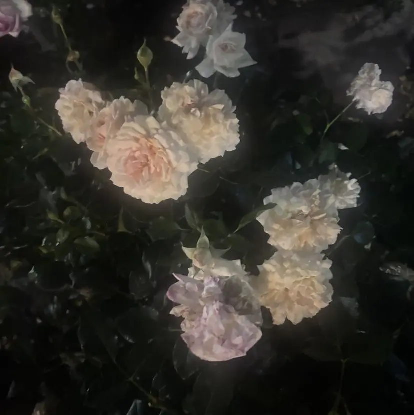 稲葉 美咲の掲載