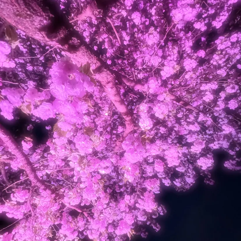 jessica 田中🎀の掲載