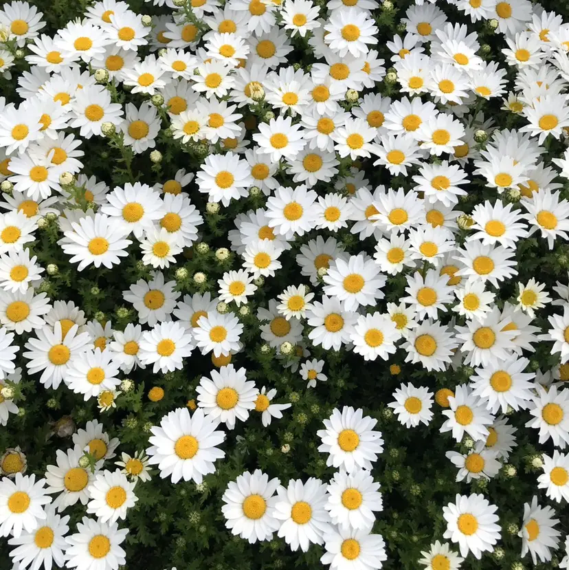 MIROH Mahanaの掲載