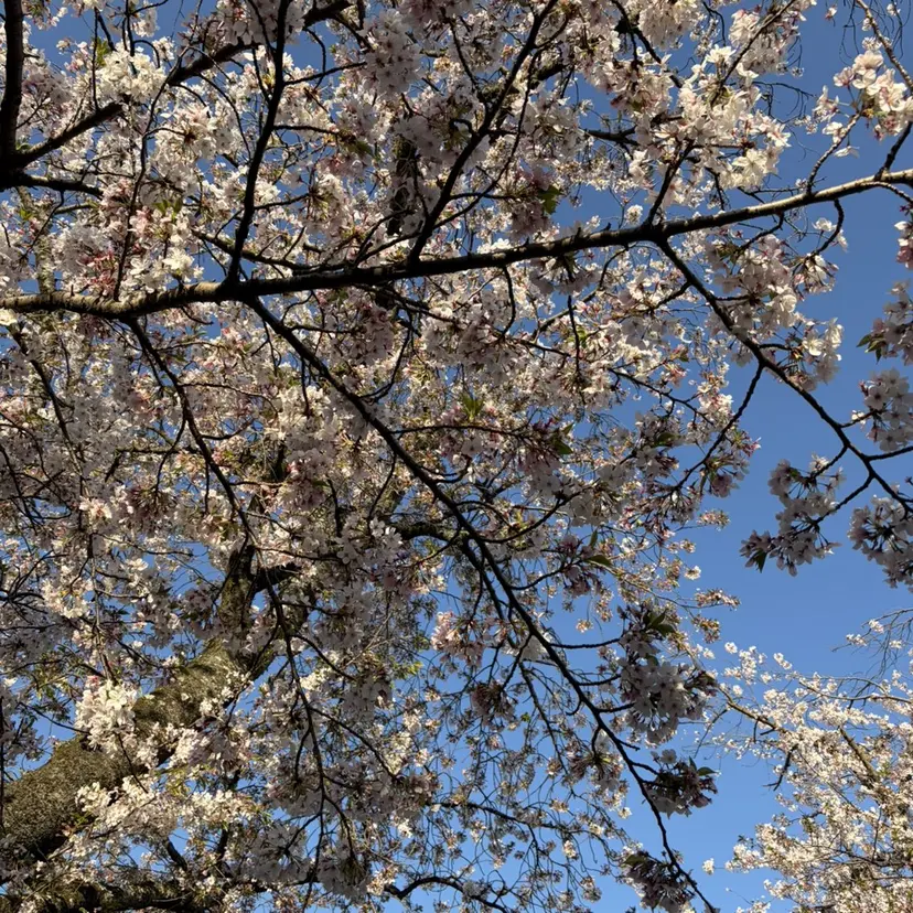 透けるカラー 🫧かふうの掲載