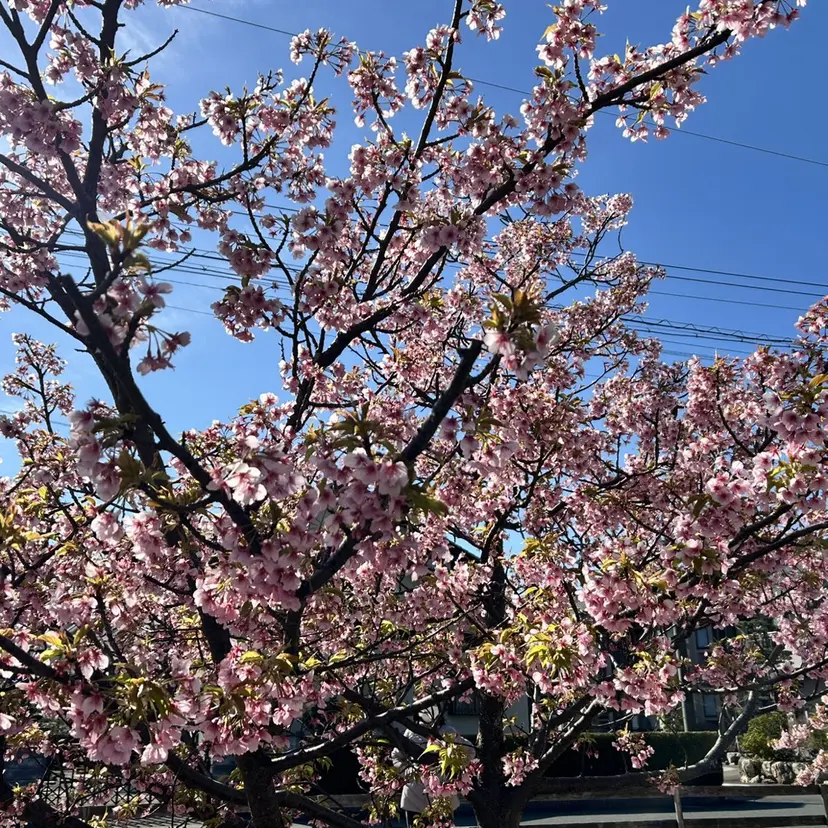 CPサロン 嶋村の掲載