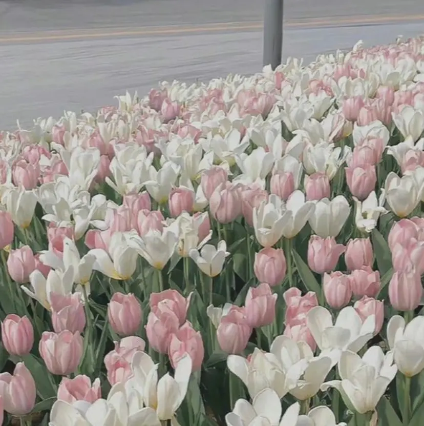 iolo🌷 tateuchiの掲載