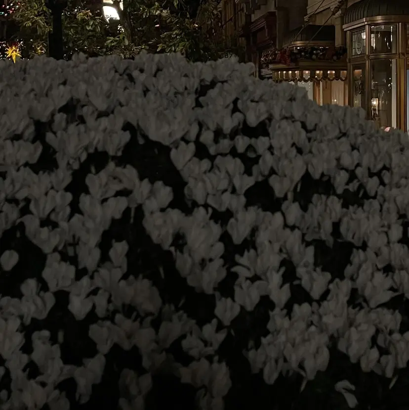 alice tokyo松本の掲載