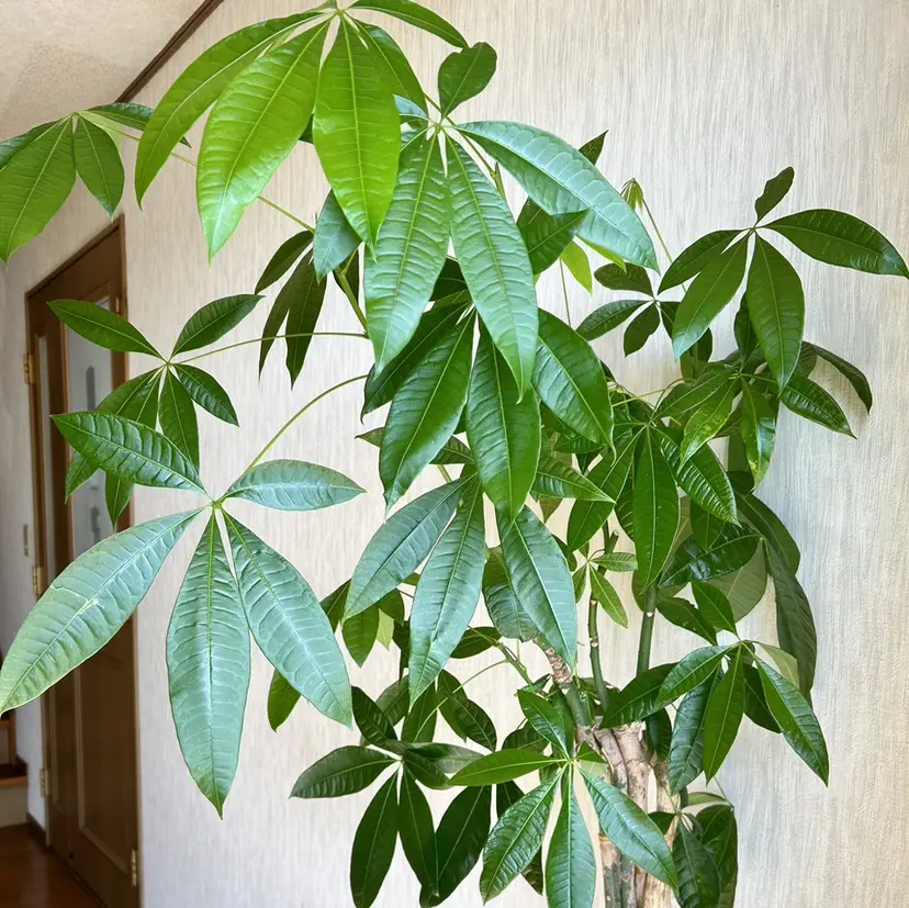 伊藤 久美子の掲載