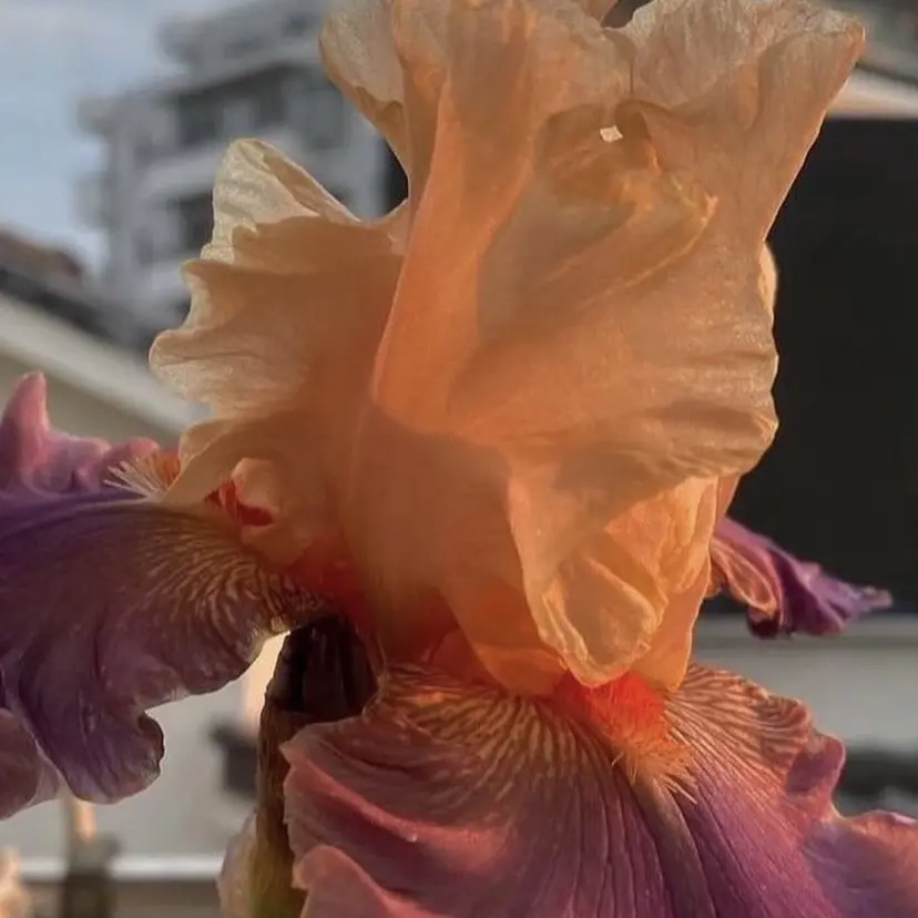 浦野 未来の掲載