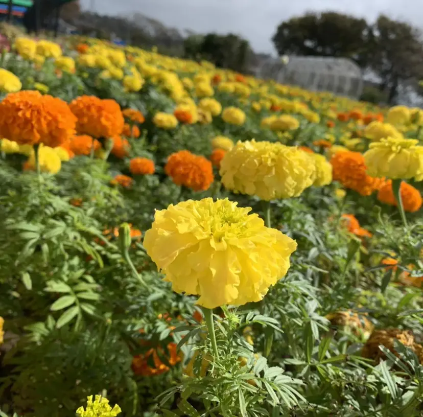 Lucia志木店 井上の掲載