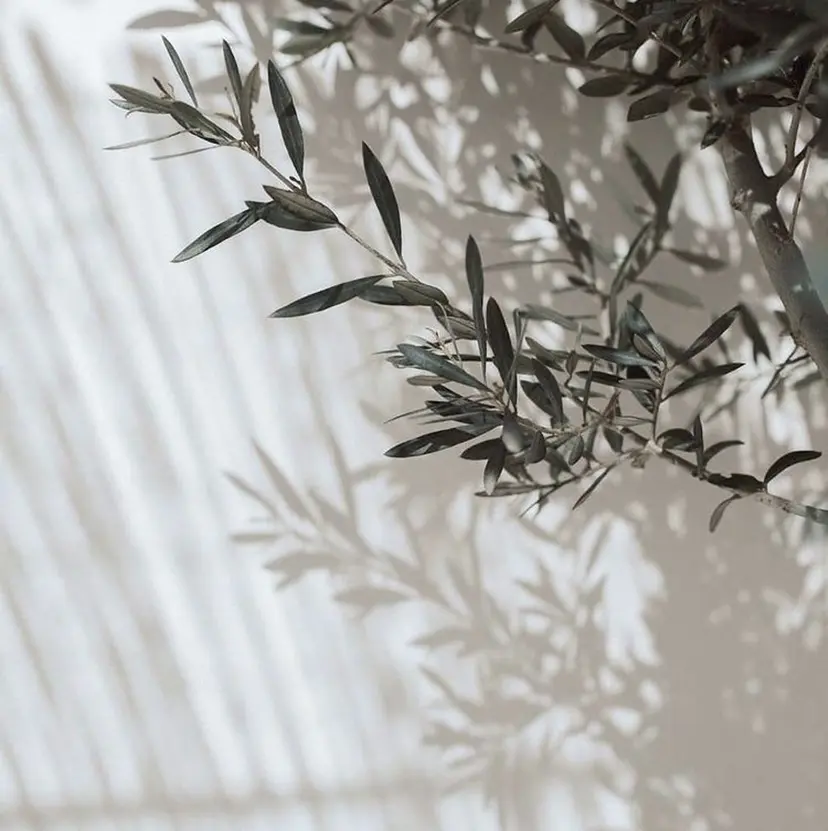 RESSUAL くるみの掲載