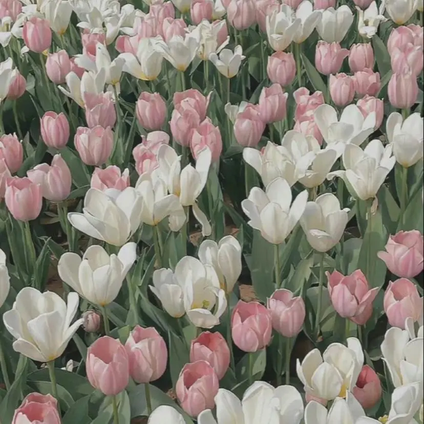 🎀tomoka /透明感カラー🎀の掲載